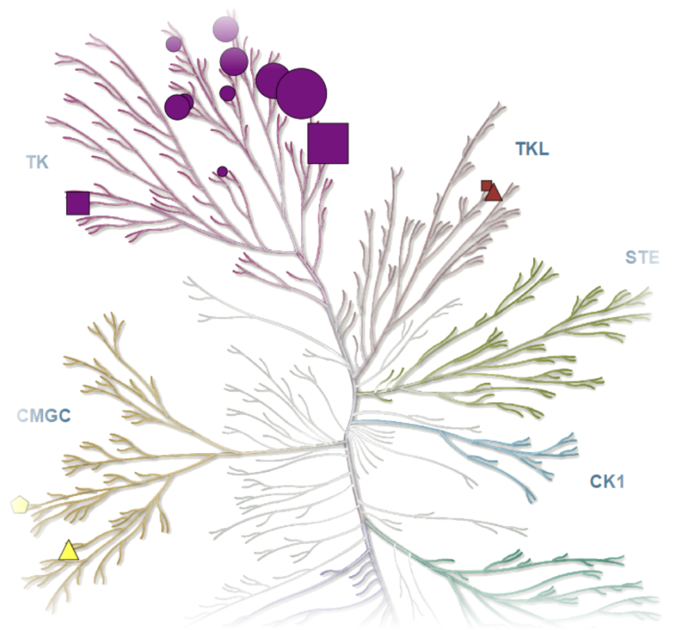 Kinome tree map showing kinase families and drug targets